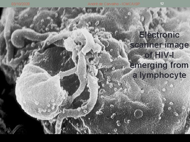 03/10/2020 André de Carvalho - ICMC/USP 12 Electronic scanner image of HIV-I emerging from 03/10/2020 André de Carvalho - ICMC/USP 12 Electronic scanner image of HIV-I emerging from