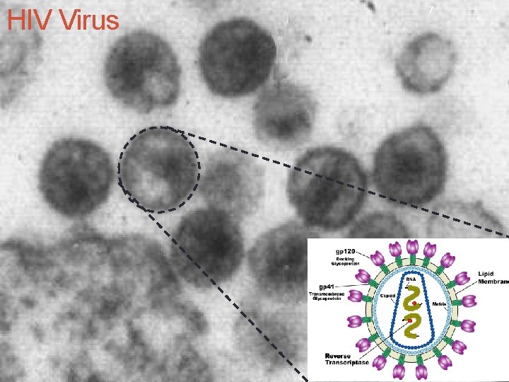HIV Virus 7 HIV Virus 7