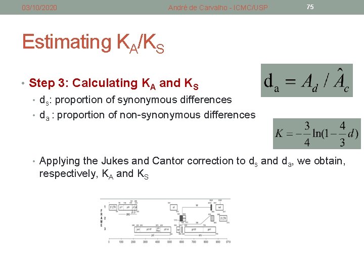 03/10/2020 André de Carvalho - ICMC/USP 75 Estimating KA/KS • Step 3: Calculating KA 03/10/2020 André de Carvalho - ICMC/USP 75 Estimating KA/KS • Step 3: Calculating KA