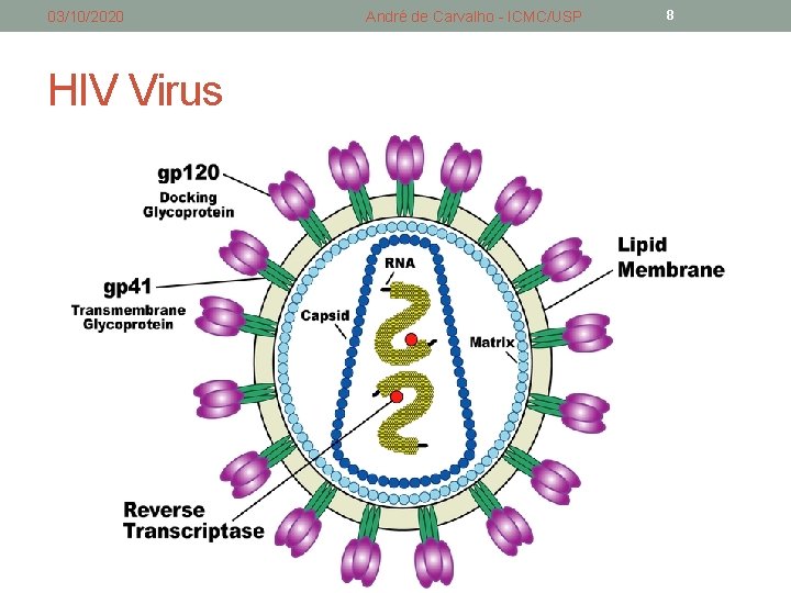 03/10/2020 HIV Virus André de Carvalho - ICMC/USP 8 03/10/2020 HIV Virus André de Carvalho - ICMC/USP 8