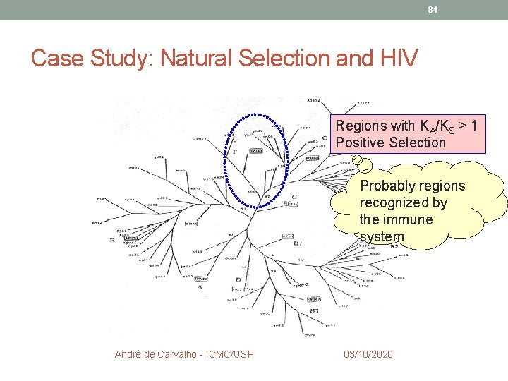 84 Case Study: Natural Selection and HIV Regions with KA/KS > 1 Positive Selection 84 Case Study: Natural Selection and HIV Regions with KA/KS > 1 Positive Selection