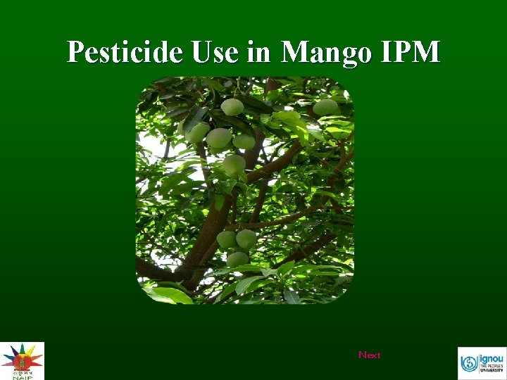 Pesticide Use in Mango IPM Next 