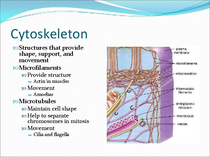 7 2 Organelles Important Tips Organelleslittle organs Structures