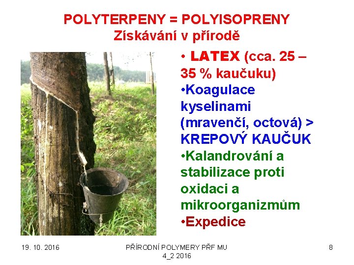 POLYTERPENY = POLYISOPRENY Získávání v přírodě • LATEX (cca. 25 – 35 % kaučuku)