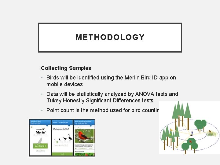 METHODOLOGY Collecting Samples • Birds will be identified using the Merlin Bird ID app