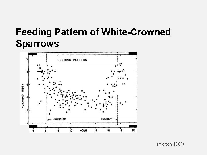 Feeding Pattern of White-Crowned Sparrows (Morton 1967) 