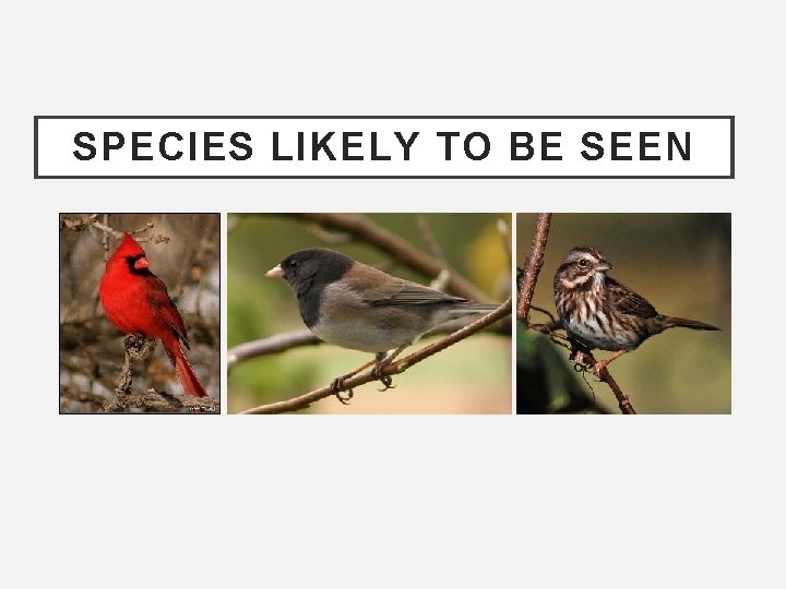 SPECIES LIKELY TO BE SEEN 