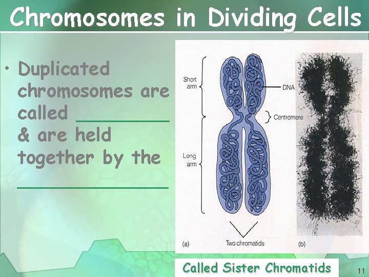 Chromosomes in Dividing Cells • Duplicated chromosomes are called ____ & are held together