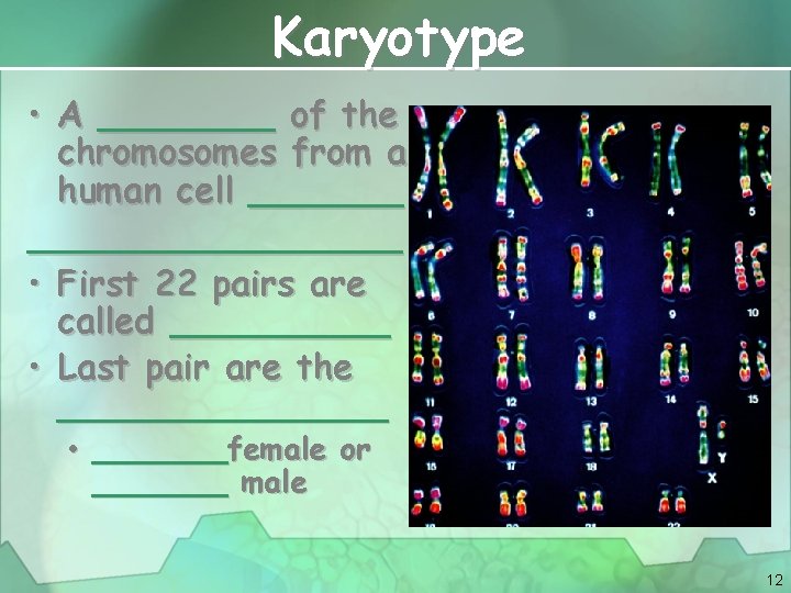 Karyotype • A ____ of the chromosomes from a human cell ____________ • First