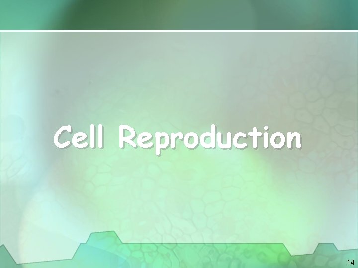 Cell Reproduction 14 