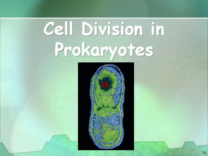 Cell Division in Prokaryotes 16 