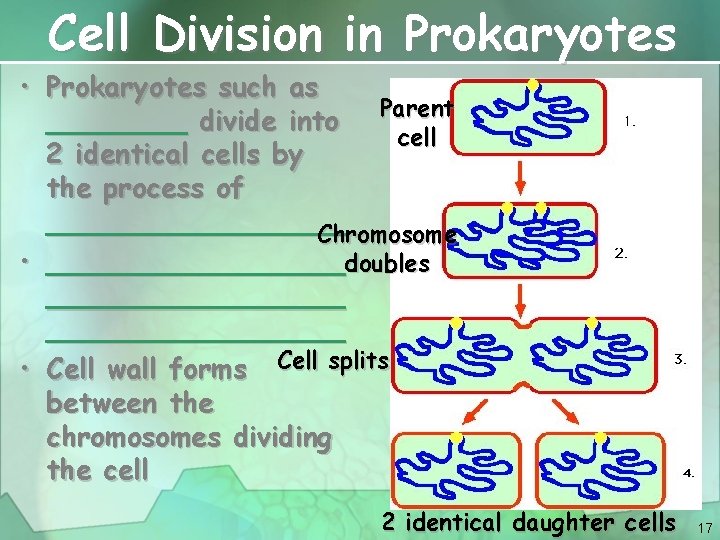 Cell Division in Prokaryotes • Prokaryotes such as ____ divide into Parent cell 2