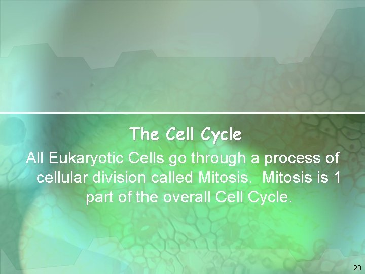 The Cell Cycle All Eukaryotic Cells go through a process of cellular division called