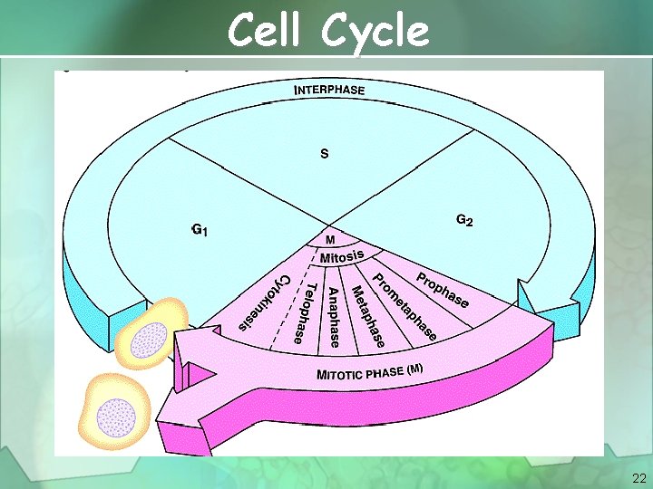 Cell Cycle 22 