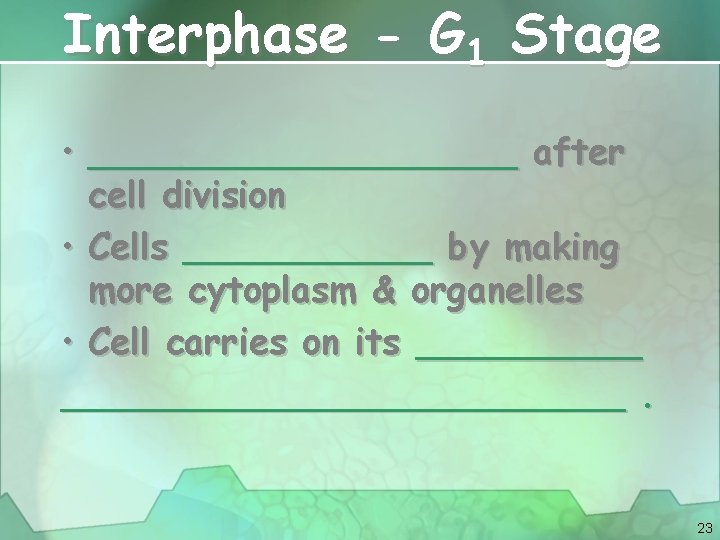 Interphase - G 1 Stage • __________ after cell division • Cells ______ by