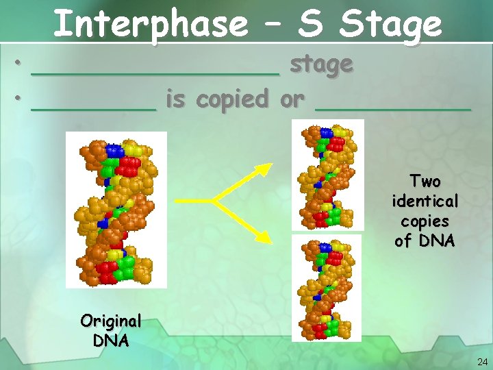  • • Interphase – S Stage ________ stage ____ is copied or _____