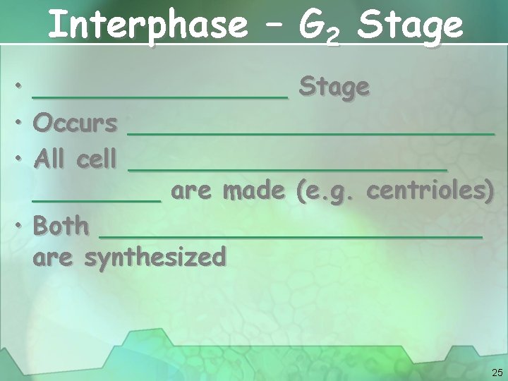 Interphase – G 2 Stage • ________ Stage • Occurs ____________ • All cell