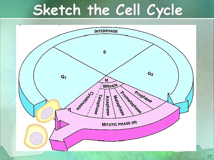 Sketch the Cell Cycle 27 