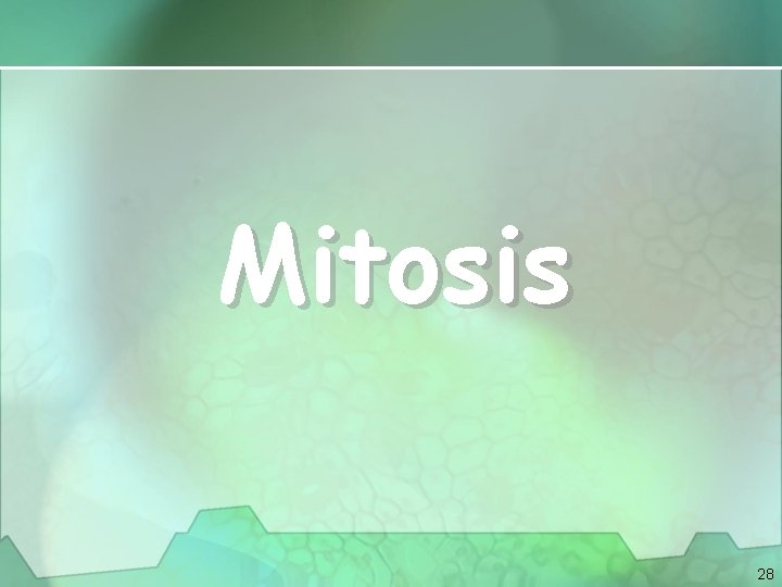 Mitosis 28 