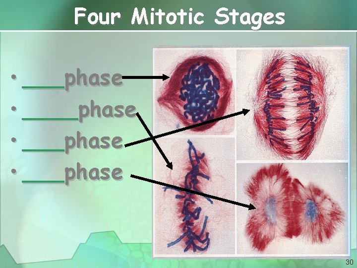 Four Mitotic Stages • ___phase • ___phase 30 