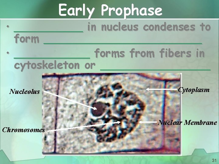 Early Prophase • _____ in nucleus condenses to form ____________ • ______ forms from