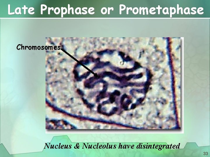 Late Prophase or Prometaphase Chromosomes Nucleus & Nucleolus have disintegrated 33 