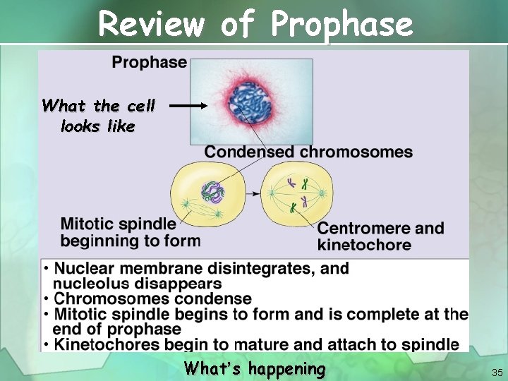 Review of Prophase What the cell looks like What’s happening 35 