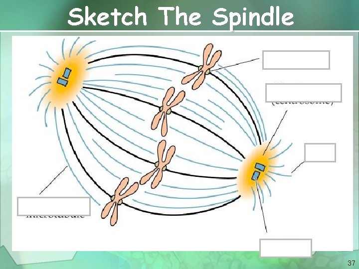 Sketch The Spindle 37 