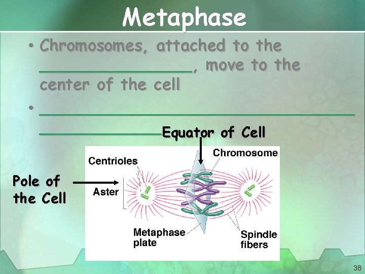 Metaphase • Chromosomes, attached to the ________, move to the center of the cell