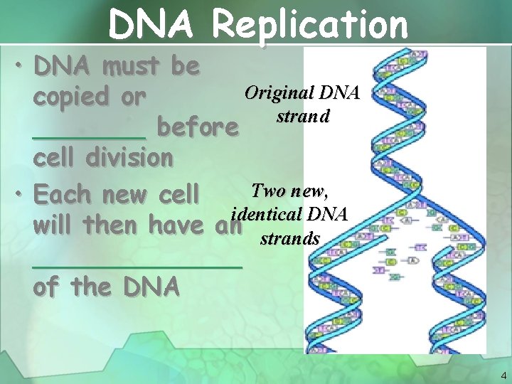 DNA Replication • DNA must be Original DNA copied or strand _______ before cell