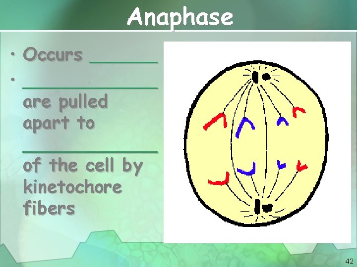 Anaphase • Occurs ______ • ______ are pulled apart to ______ of the cell