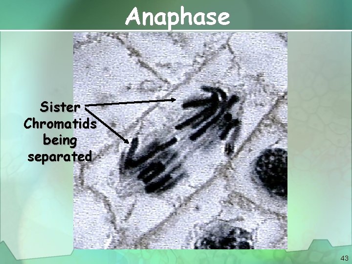 Anaphase Sister Chromatids being separated 43 