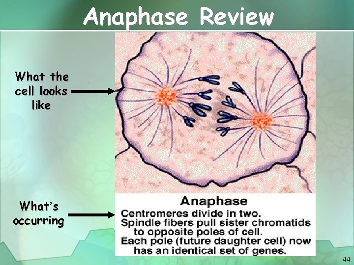 Anaphase Review What the cell looks like What’s occurring 44 