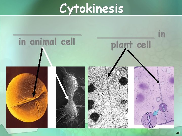 Cytokinesis ______ in animal cell _____ in plant cell 48 