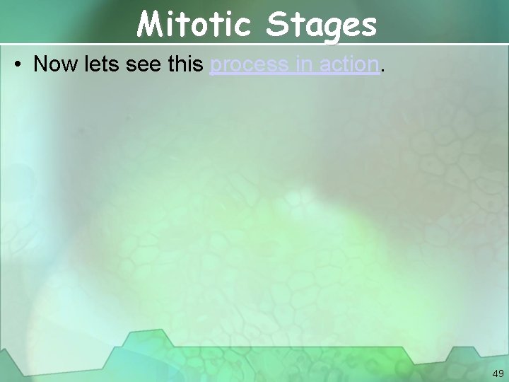 Mitotic Stages • Now lets see this process in action. 49 