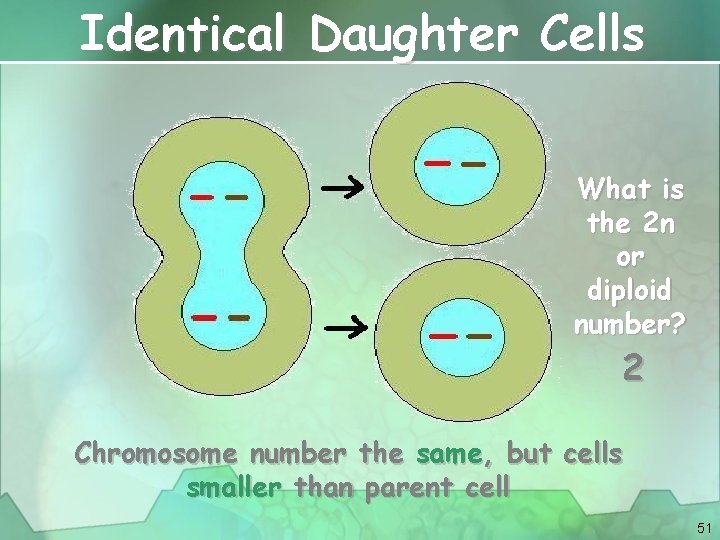 Identical Daughter Cells What is the 2 n or diploid number? 2 Chromosome number