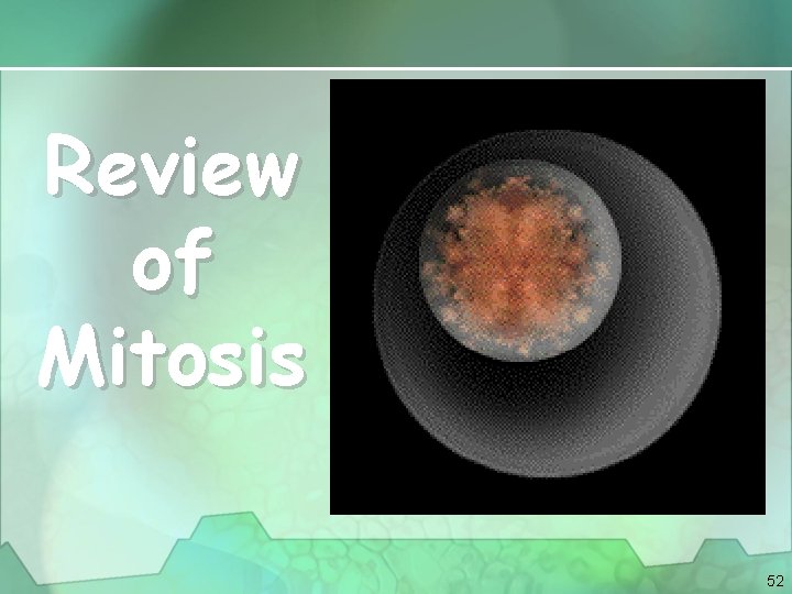 Review of Mitosis 52 