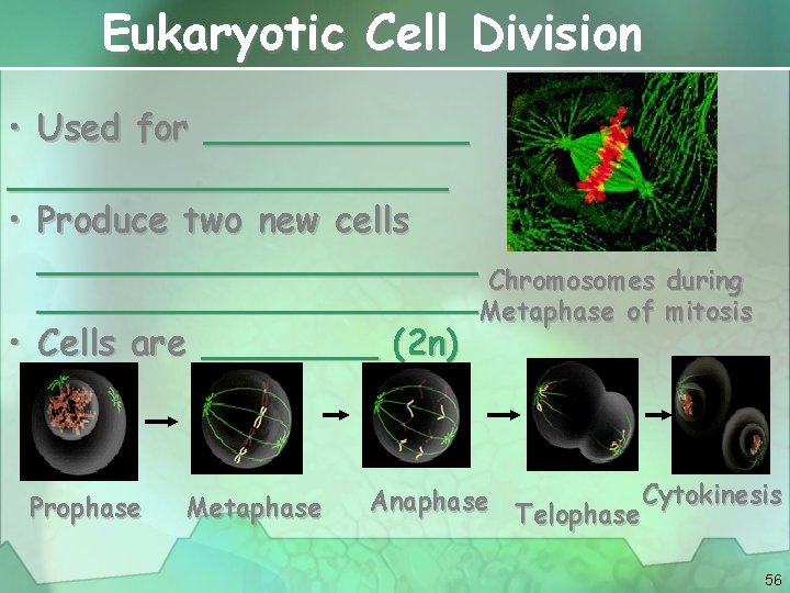 Eukaryotic Cell Division • Used for ________________ • Produce two new cells __________ Chromosomes