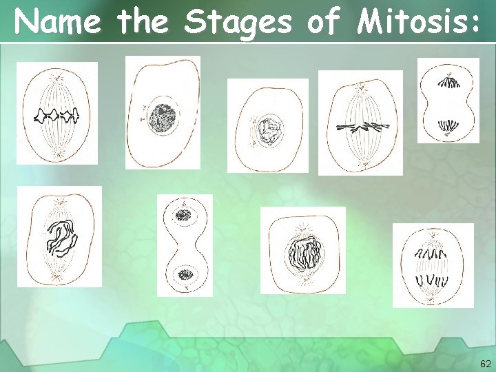 Name the Stages of Mitosis: 62 