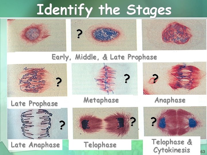 Identify the Stages ? Early, Middle, & Late Prophase ? ? Metaphase Late Prophase