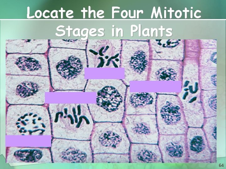 Locate the Four Mitotic Stages in Plants 64 