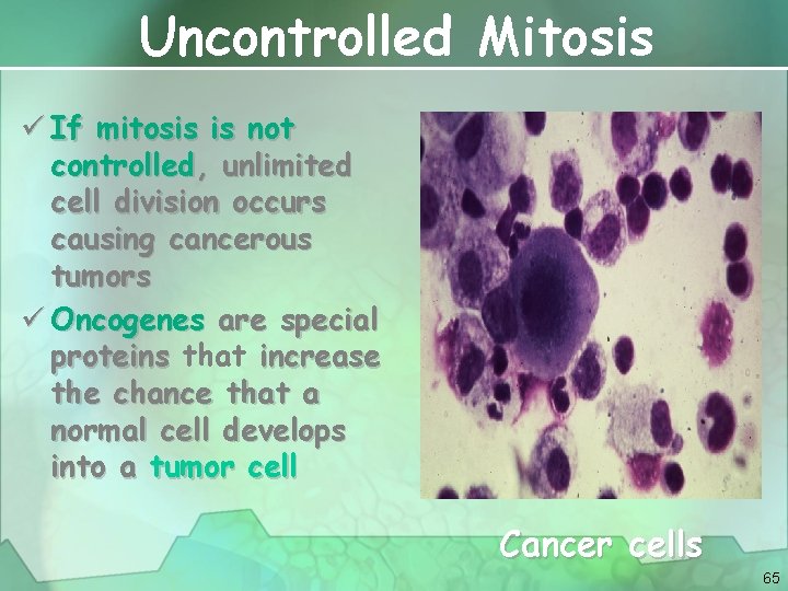Uncontrolled Mitosis ü If mitosis is not controlled, unlimited cell division occurs causing cancerous