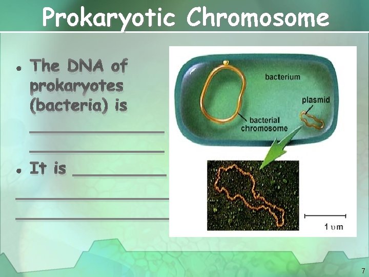 Prokaryotic Chromosome • The DNA of prokaryotes (bacteria) is _____________ • It is _______________