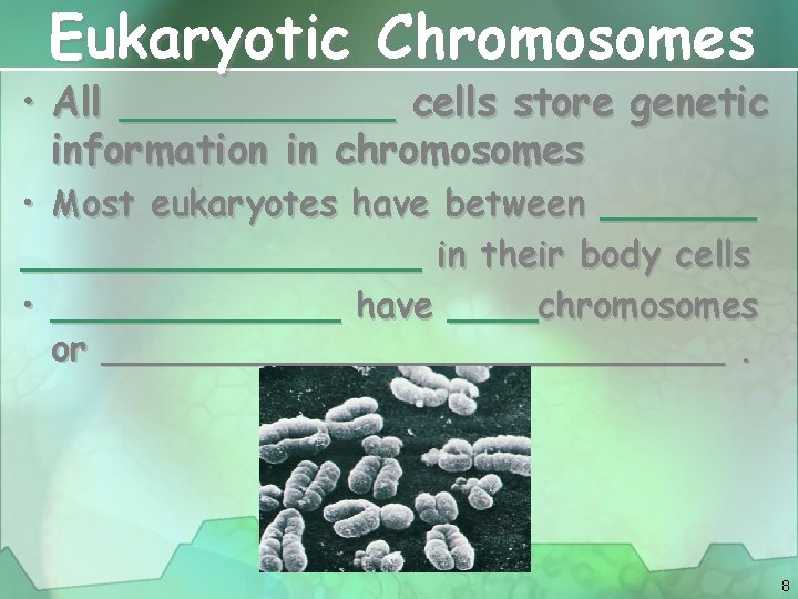 Eukaryotic Chromosomes • All ______ cells store genetic information in chromosomes • Most eukaryotes