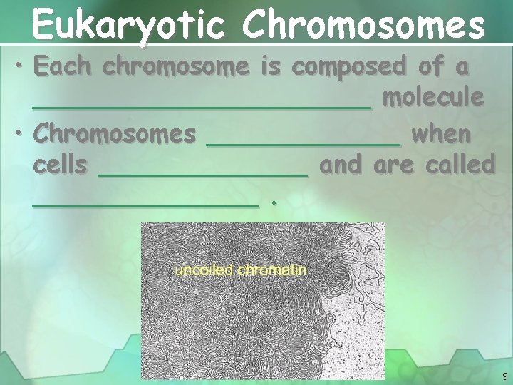 Eukaryotic Chromosomes • Each chromosome is composed of a ___________ molecule • Chromosomes ______