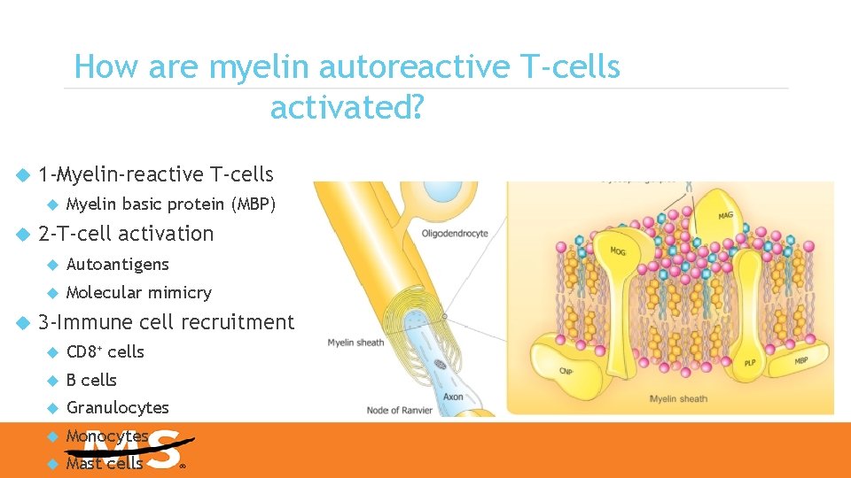 How are myelin autoreactive T-cells activated? 1 -Myelin-reactive T-cells Myelin basic protein (MBP) 2