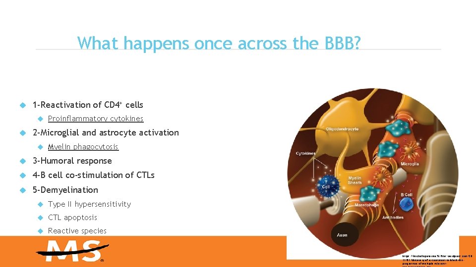 What happens once across the BBB? 1 -Reactivation of CD 4+ cells Proinflammatory cytokines