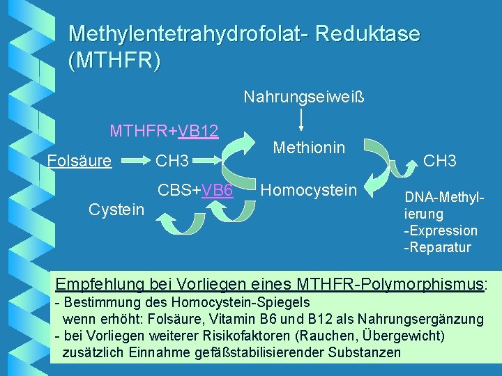 Methylentetrahydrofolat- Reduktase (MTHFR) Nahrungseiweiß MTHFR+VB 12 Folsäure CH 3 CBS+VB 6 Cystein Methionin Homocystein