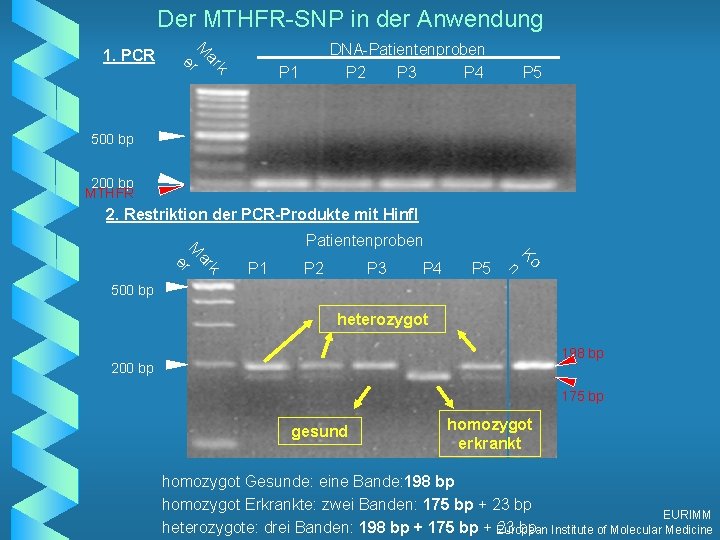 Der MTHFR-SNP in der Anwendung k ar M er 1. PCR DNA-Patientenproben P 2