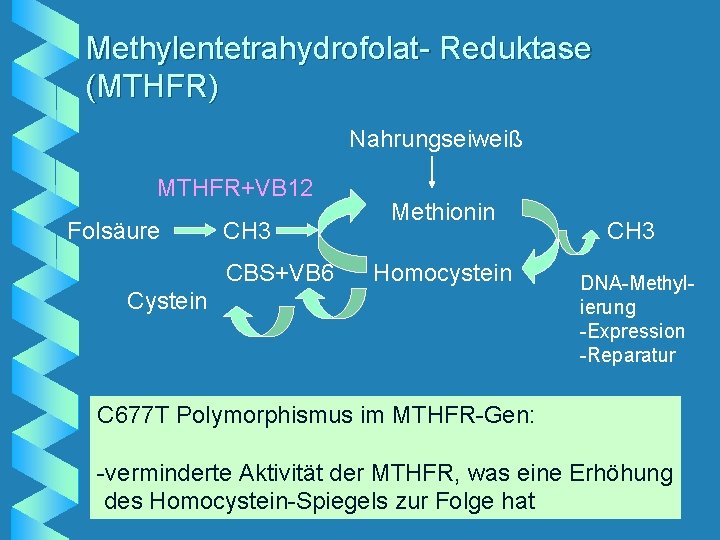 Methylentetrahydrofolat- Reduktase (MTHFR) Nahrungseiweiß MTHFR+VB 12 Folsäure CH 3 CBS+VB 6 Methionin Homocystein CH